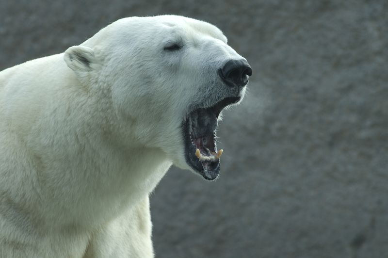 Polar Bear