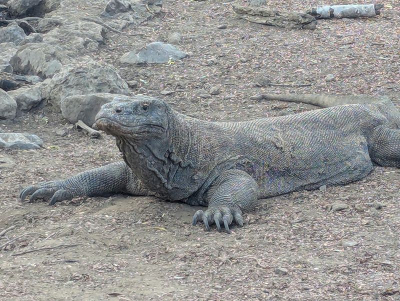 Komodo Dragon