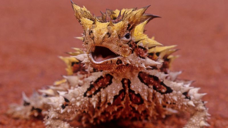 Thorny Devil