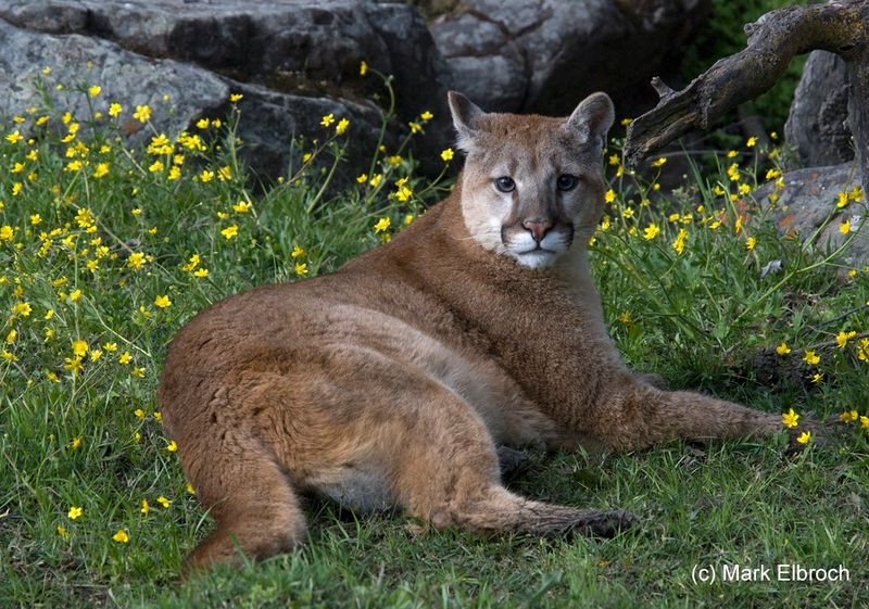 Eastern Cougar