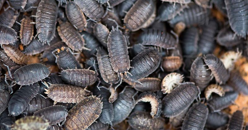 Insects Thrive Unchecked
