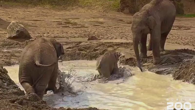 Elephants and Mud Wallowing