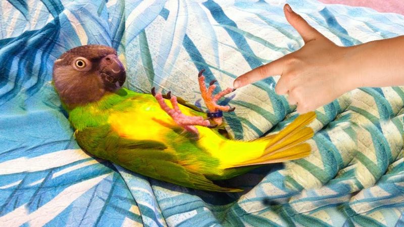 Parrots