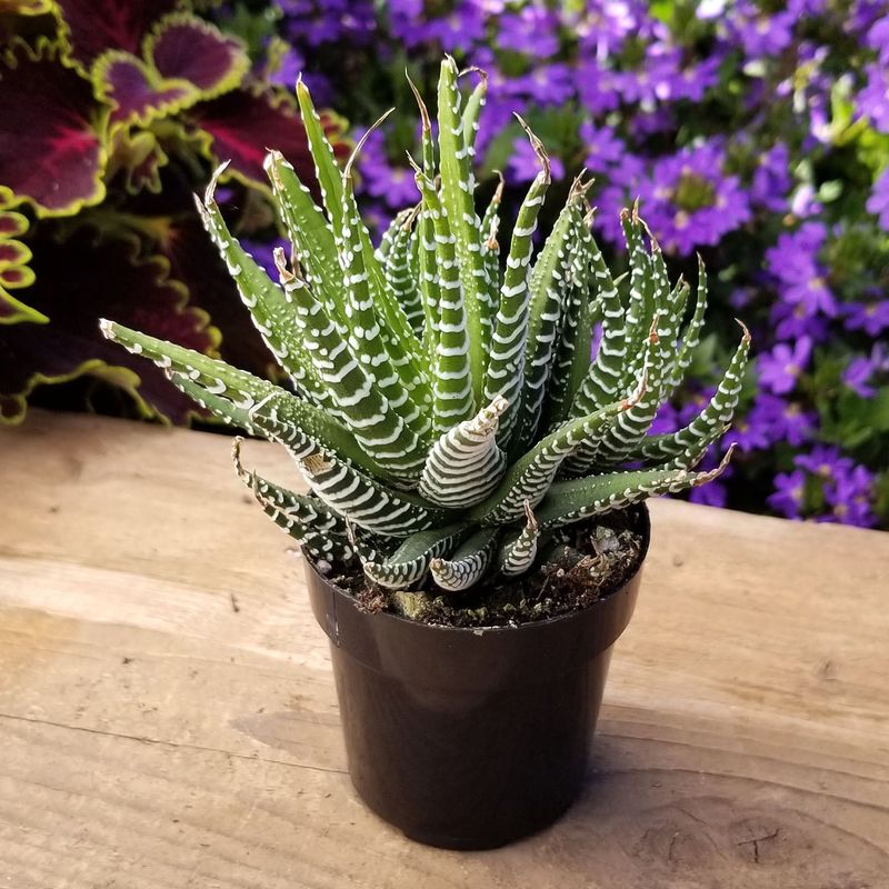 Zebra Plant