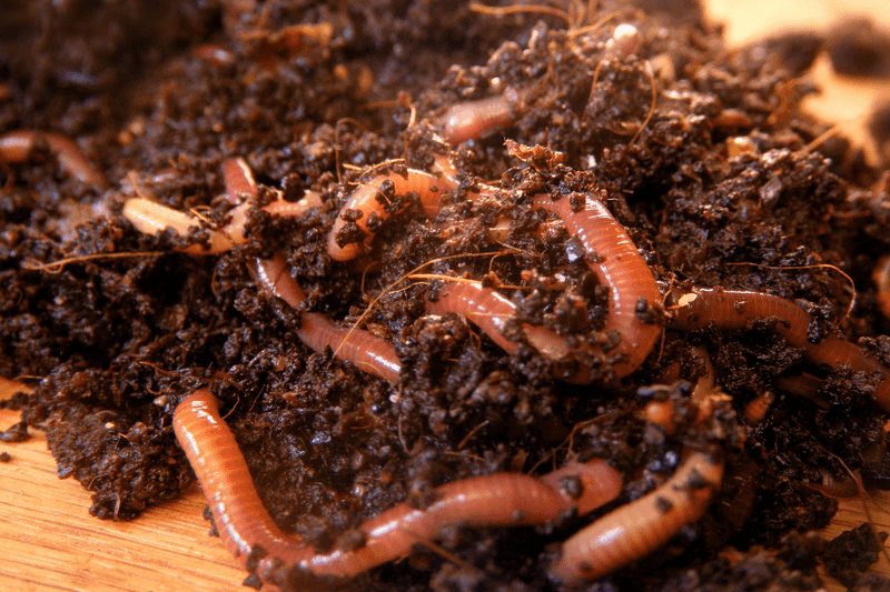 Soil Aeration by Earthworms