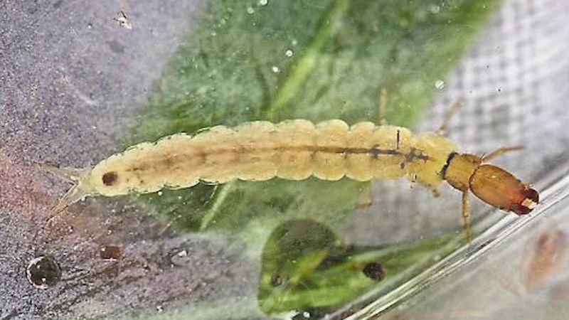 Water Filtration by Caddisflies