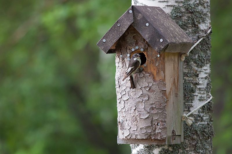 Secure Nesting Sites