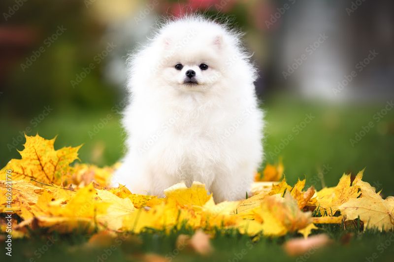 Pomeranian