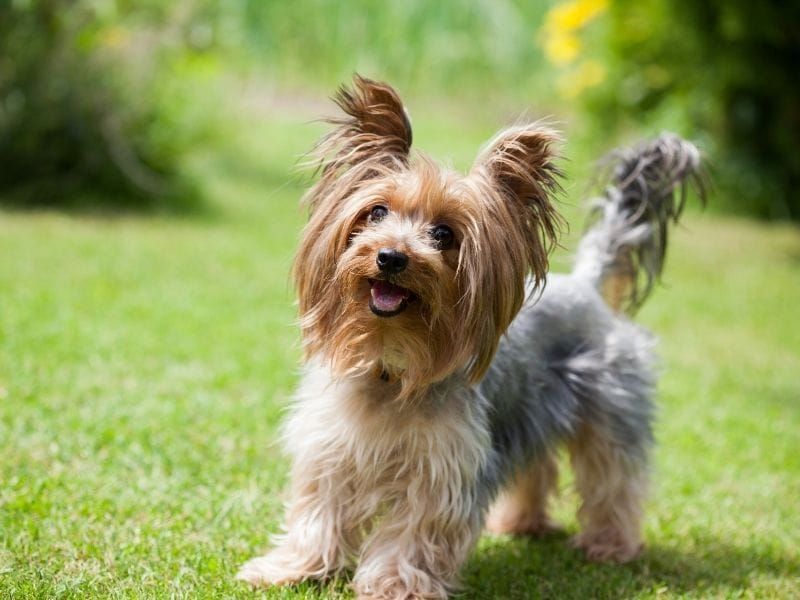 Yorkshire Terrier