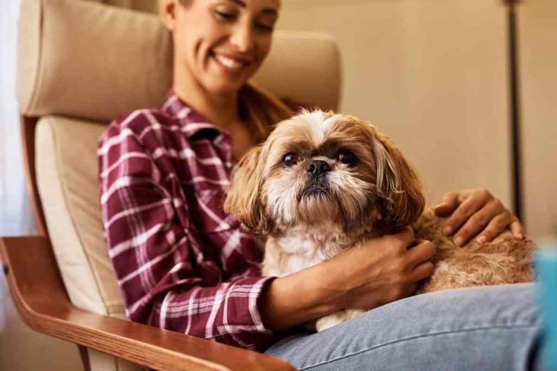 Shih Tzu
