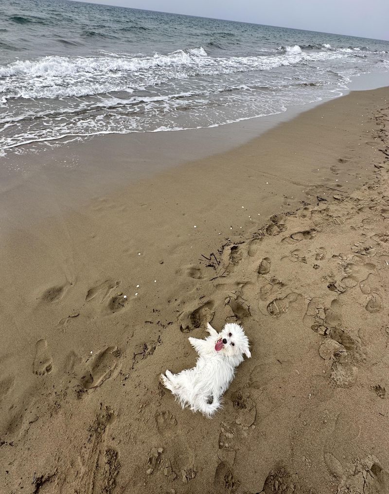 Maltese