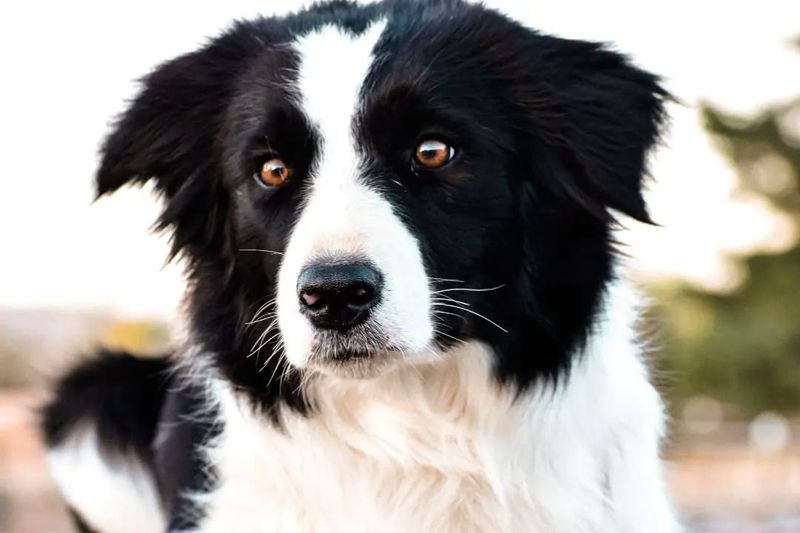Border Collie