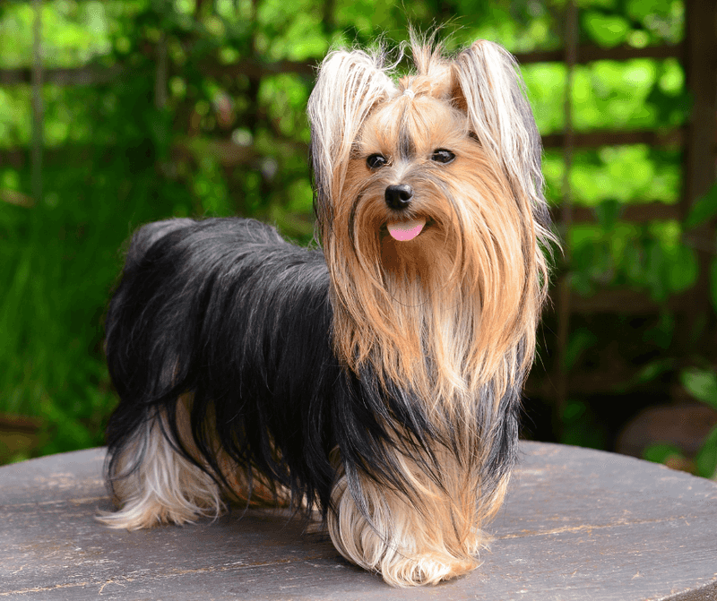 Yorkshire Terrier