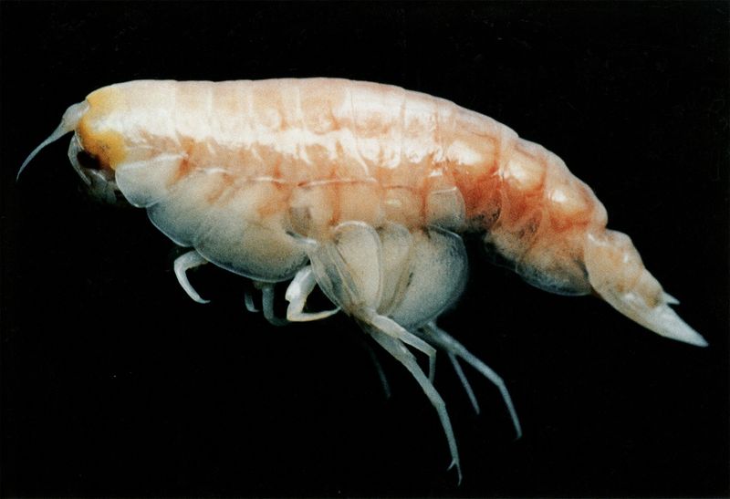 Hadal Amphipods