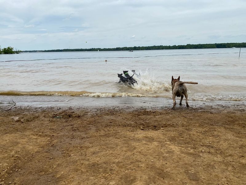 Alum Creek Dog Park