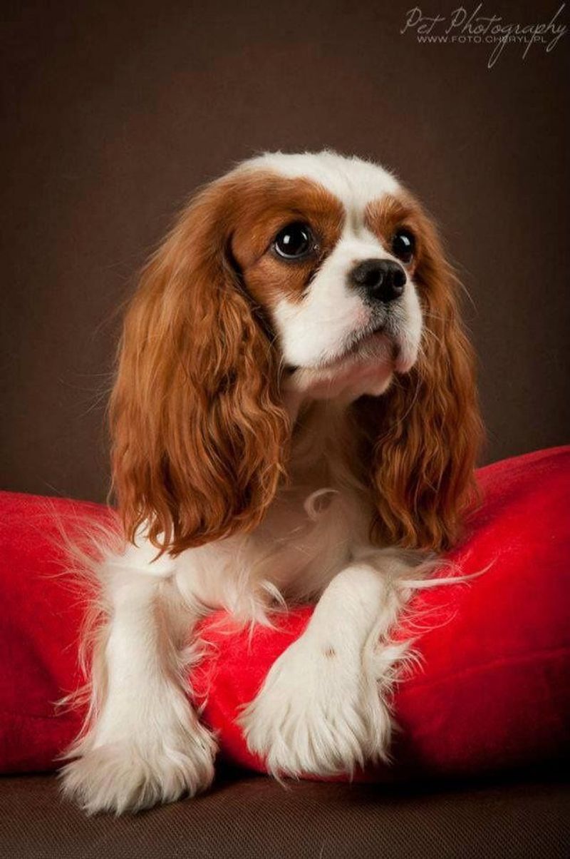 Cavalier King Charles Spaniel