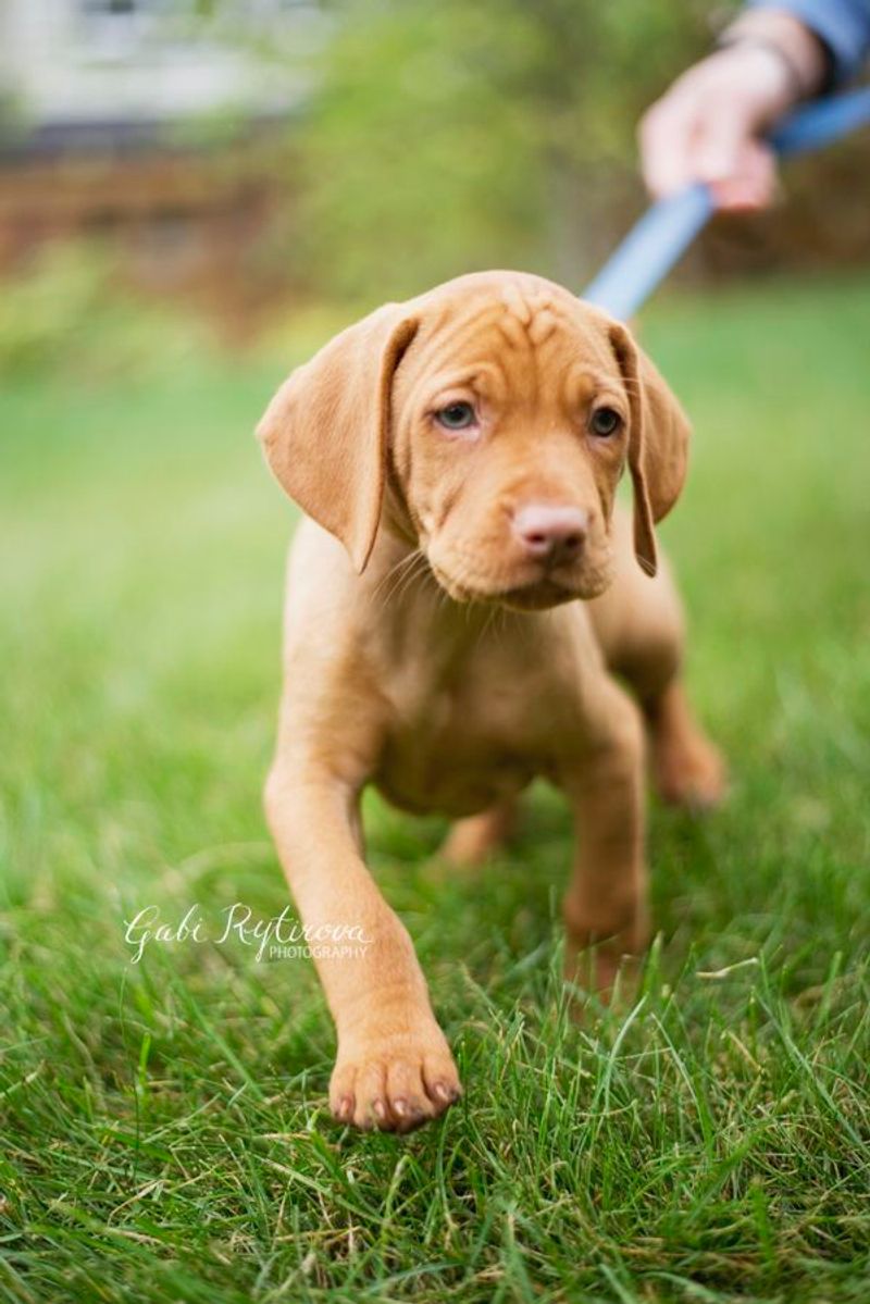 Vizsla