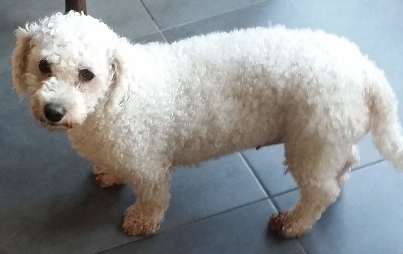 Bichon Frise