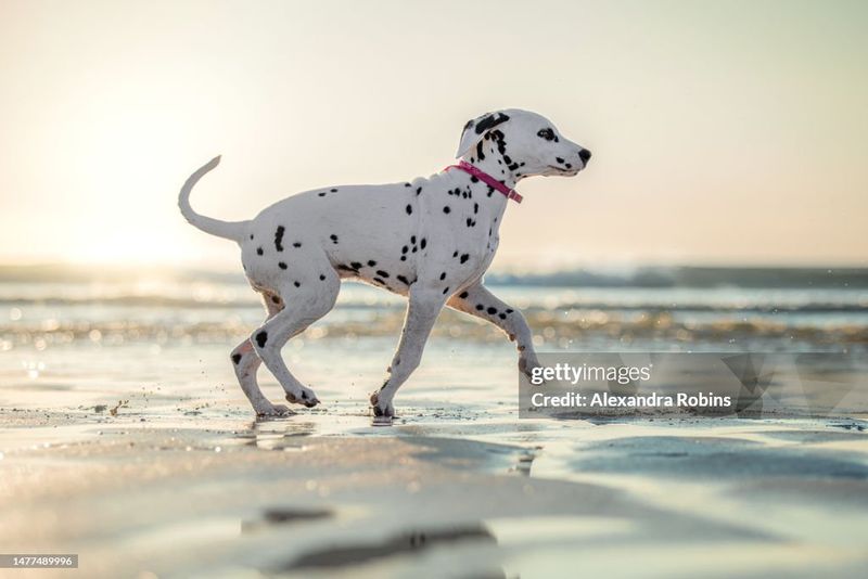 Dalmatian