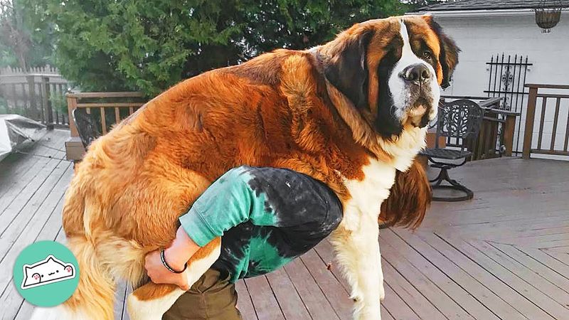 Saint Bernard
