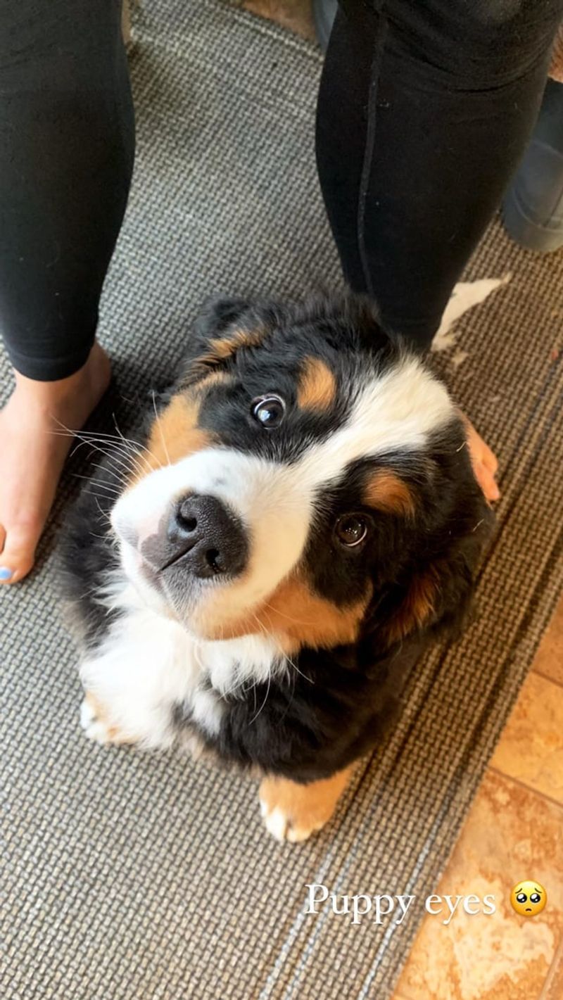 Bernese Mountain Dog