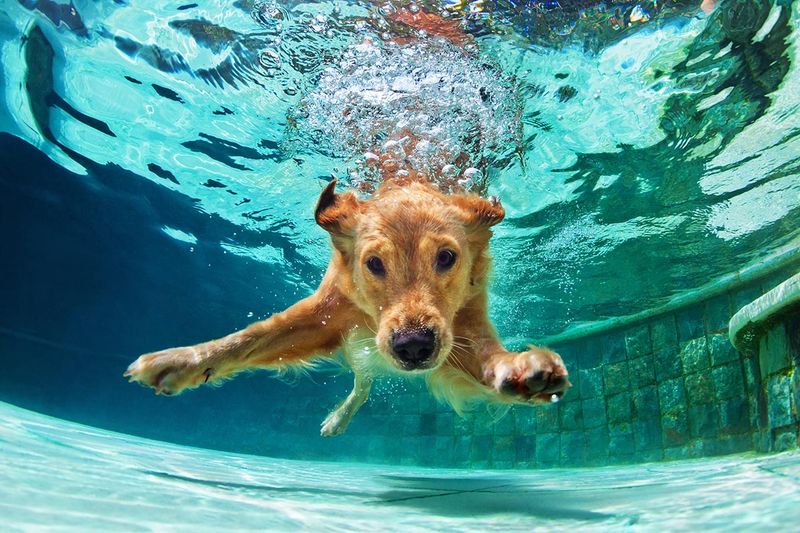 Pool Safety