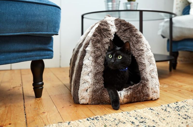 Hiding Behavior