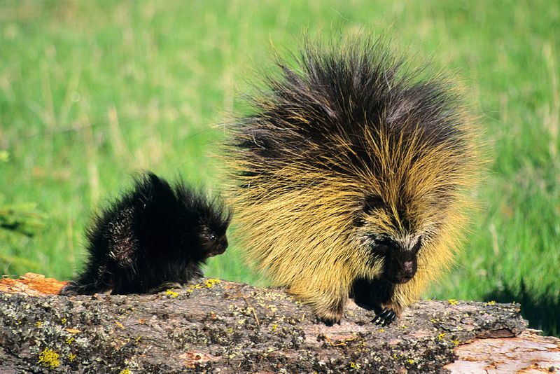 Porcupine