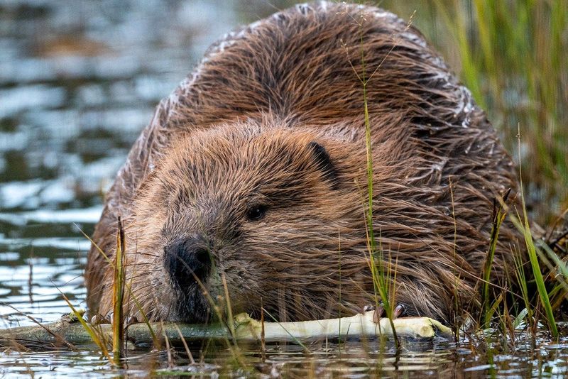 Beaver