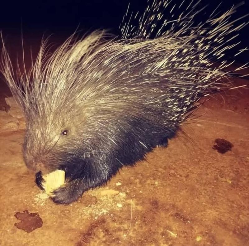 Porcupine