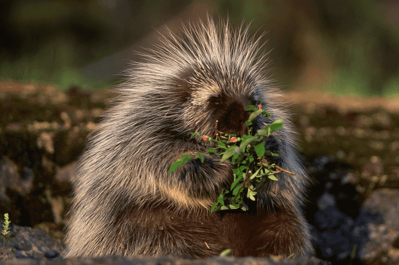 Porcupines Can Shoot Their Quills