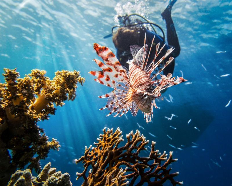 Lionfish