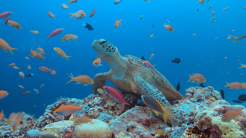 Sea Turtle