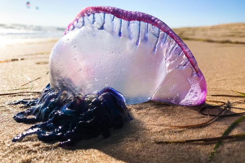 Portuguese Man O' War
