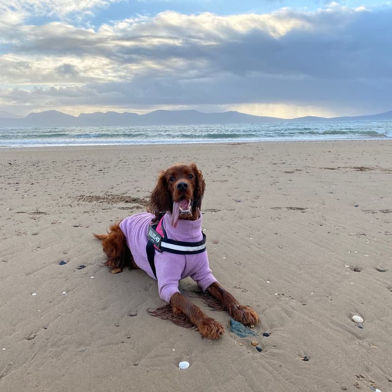 Irish Setter