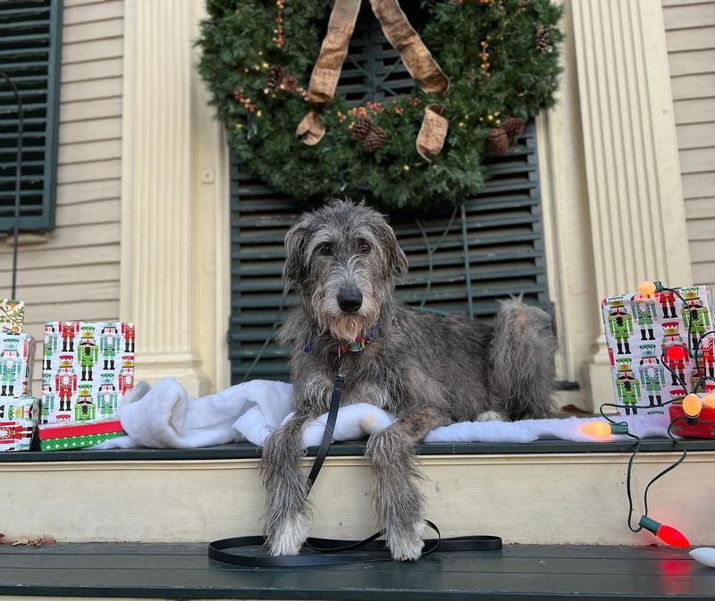 Irish Wolfhound