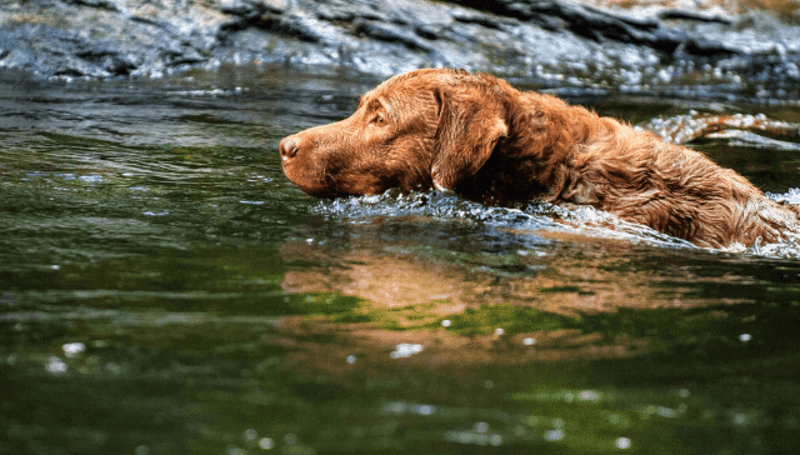Chesapeake Bay Retriever