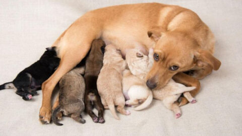 Image showcasing Postpartum Care for Dogs: Warning Signs You Shouldn’t Ignore ...