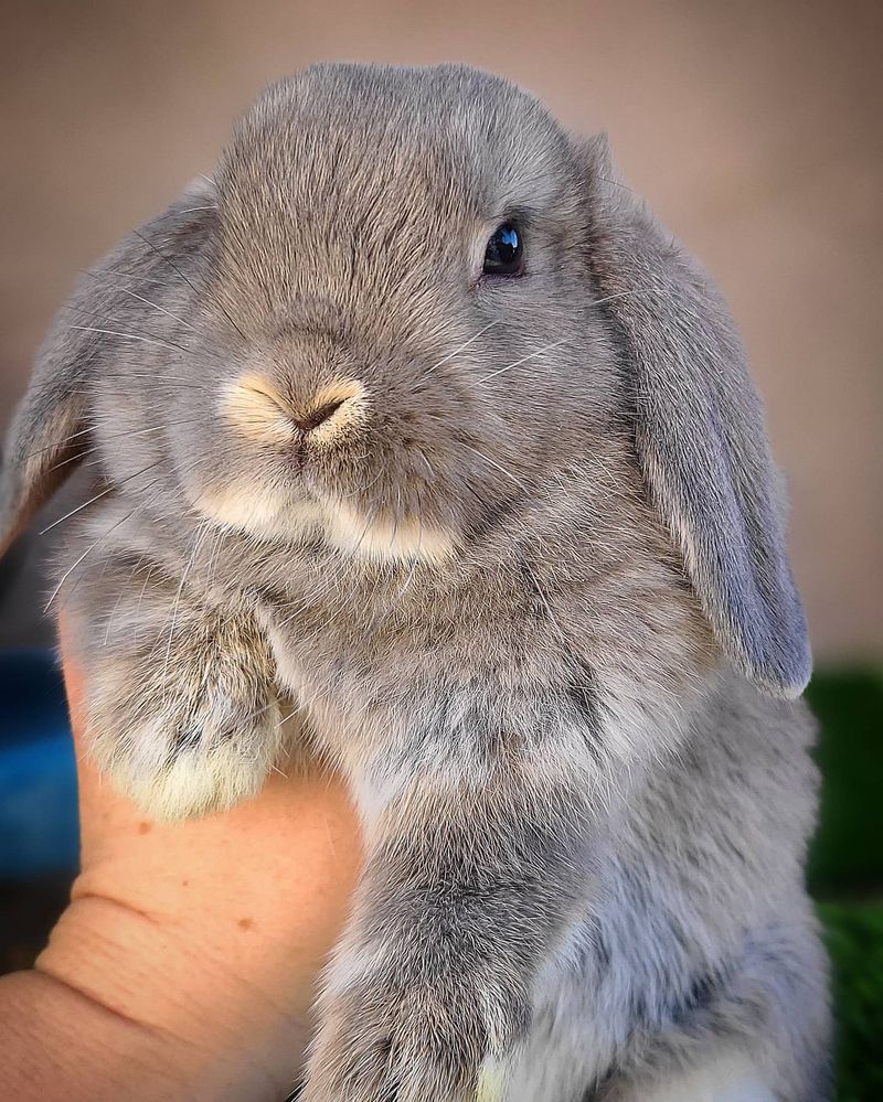 Holland Lop Rabbit
