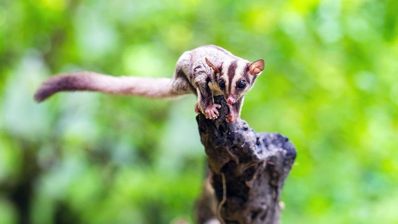 Sugar Gliders