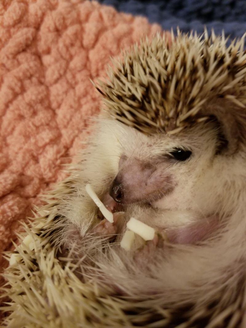 Cheese