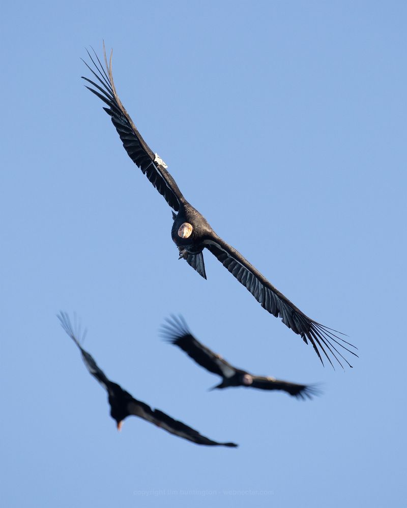 California Condor