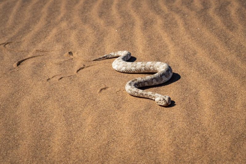 Sidewinder