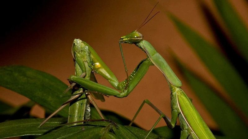 Praying Mantis