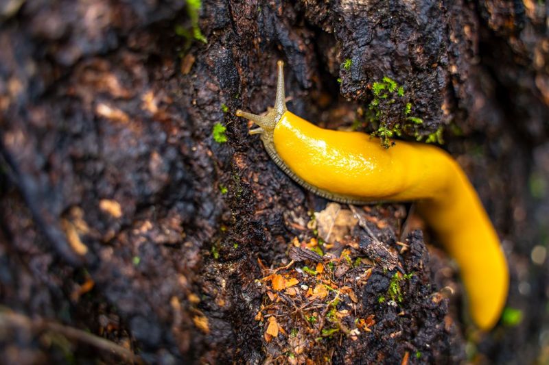 Importance in Forest Ecosystems