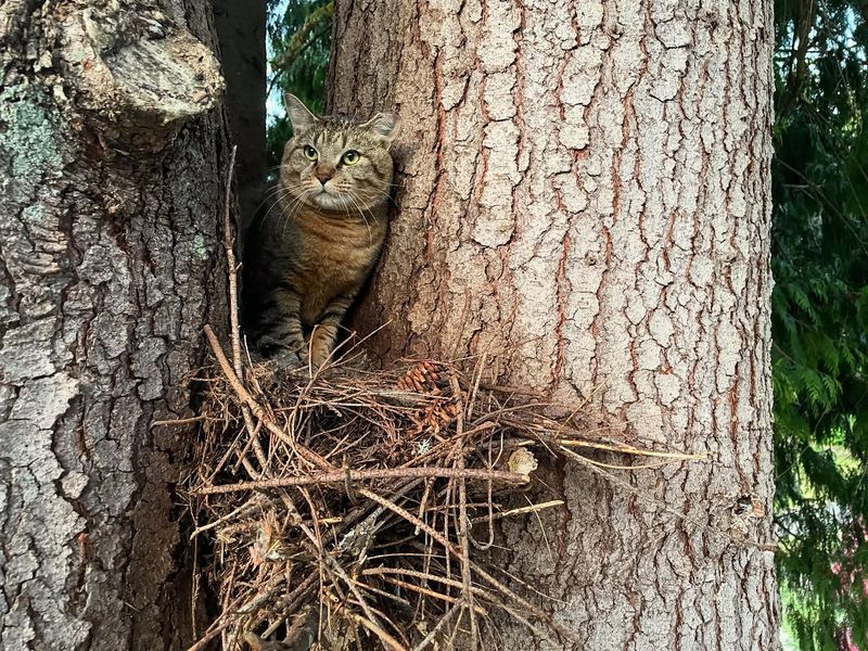 Domestic Cats