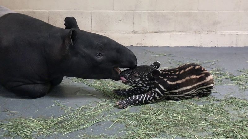 Tapir Calf