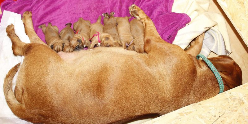 Postpartum Care for Mother and Puppies