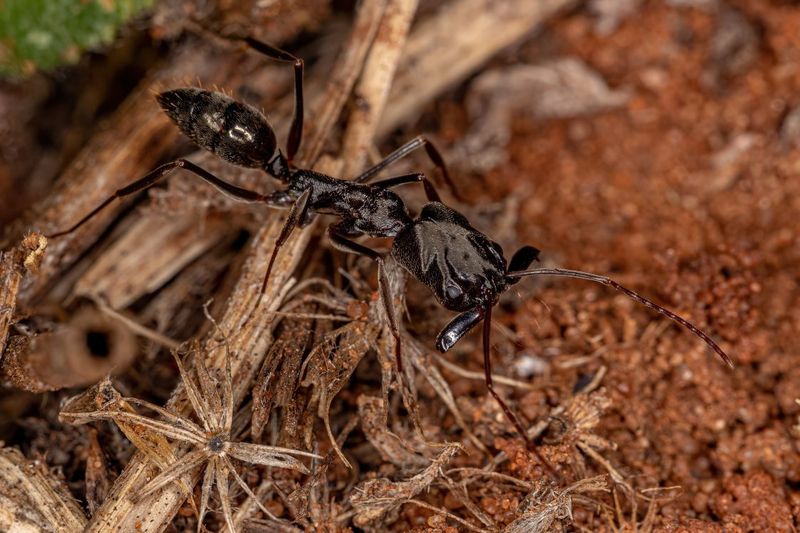Ant Behavior and Habitat
