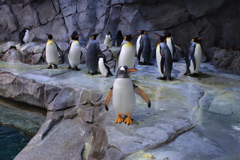 Penguins and Air-conditioned Habitats